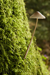 Image showing mushroom