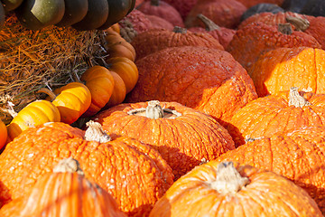 Image showing Halloween big Halloween cucurbita pumpkin pumpkins from autumn h