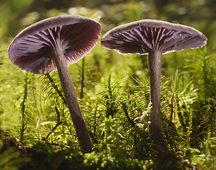 Image showing mushroom