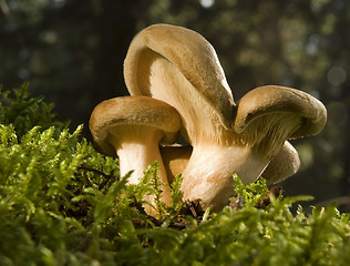 Image showing lactarius