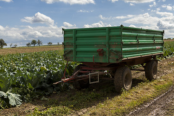 Image showing Harvesting fresh cabbages in the field