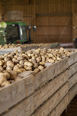 Image showing Freshly harvested potatoes and cabbages