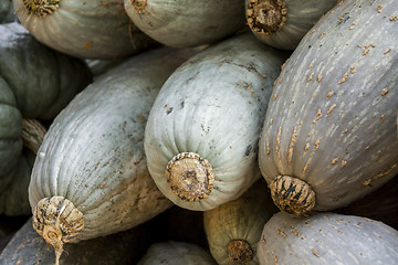 Image showing Blue banana grey banana cucurbita pumpkin pumpkins from autumn h