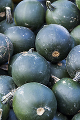 Image showing Rondini cucurbita pumpkin pumpkins from autumn harvest