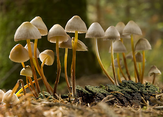 Image showing mushroom