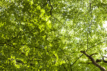 Image showing Sun shining through the green leaves on a tree