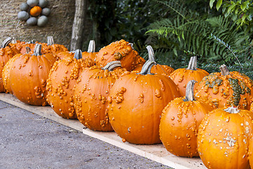 Image showing Halloween big Halloween cucurbita pumpkin pumpkins from autumn h