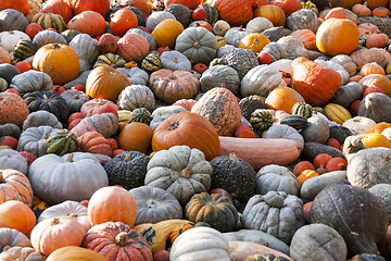 Image showing Different maxima and pepo cucurbita pumpkin pumpkins from autumn