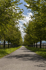 Image showing Rural road lined with leafy green trees