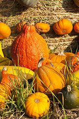 Image showing Different maxima and pepo cucurbita pumpkin pumpkins from autumn