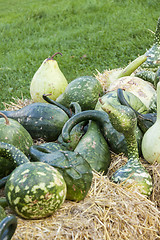 Image showing Kalebassenkürbirs cucurbita pumpkin pumpkins from autumn harves