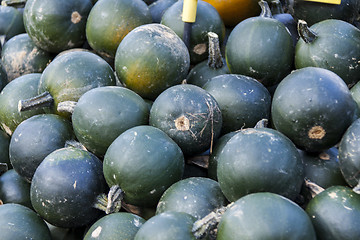 Image showing Rondini cucurbita pumpkin pumpkins from autumn harvest