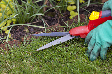 Image showing Close Up of Hands Trimming Grass with Clippers