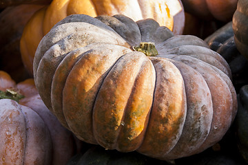 Image showing Muscade de Provence cucurbita pumpkin pumpkins from autumn harve