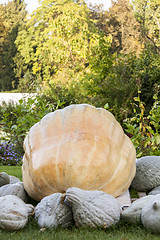 Image showing Cucurbita Maxima Giant Pumpkin cucurbita pumpkin pumpkins from a