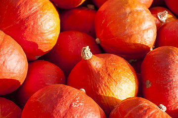 Image showing red roter Hokkaido cucurbita pumpkin pumpkins from autumn harves