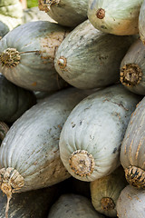 Image showing Blue banana grey banana cucurbita pumpkin pumpkins from autumn h