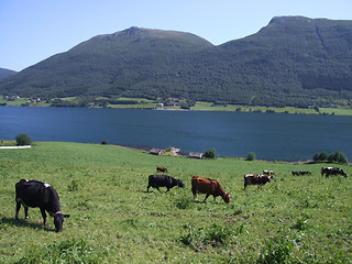 Image showing Grazing cattle