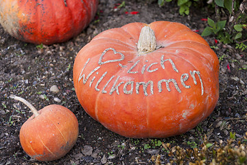 Image showing Herzlich willkommen, cucurbita pumpkin pumpkins from autumn harv