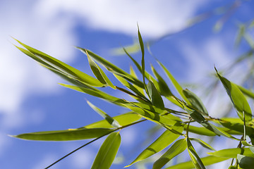 Image showing Close Up of Green Plant Against Cloudy Blue Sky