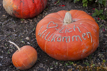 Image showing Herzlich willkommen, cucurbita pumpkin pumpkins from autumn harv