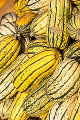 Image showing Delicata sweet Potato cucurbita pumpkin pumpkins from autumn har