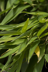 Image showing Close Up of Green Plant Against Cloudy Blue Sky