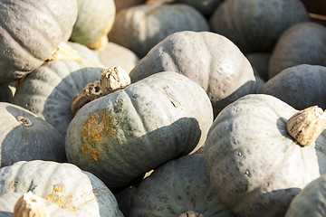 Image showing Blue blauer Hokkaido cucurbita pumpkin pumpkins from autumn harv