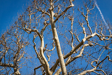 Image showing Tracery of leafless branches against a blue sky