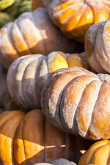 Image showing Muscade de Provence cucurbita pumpkin pumpkins from autumn harve