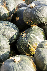 Image showing Green Grüner Hokkaido cucurbita pumpkin pumpkins from autumn ha