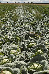 Image showing green cabbage plant field outdoor in summer