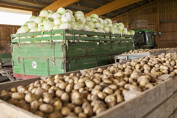 Image showing Freshly harvested potatoes and cabbages