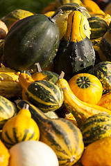 Image showing decoration mini pumpkin cucurbita pumpkin pumpkins from autumn h