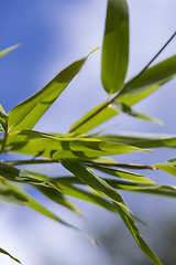 Image showing Close Up of Green Plant Against Cloudy Blue Sky