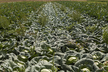 Image showing green cabbage plant field outdoor in summer