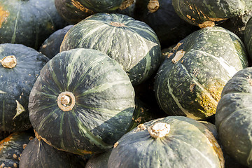 Image showing Green Grüner Hokkaido cucurbita pumpkin pumpkins from autumn ha