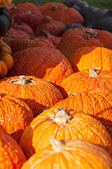 Image showing Halloween big Halloween cucurbita pumpkin pumpkins from autumn h