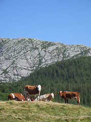 Image showing Grazing cows in mountains