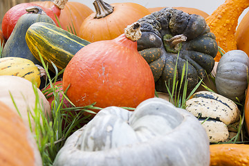 Image showing Different maxima and pepo cucurbita pumpkin pumpkins from autumn