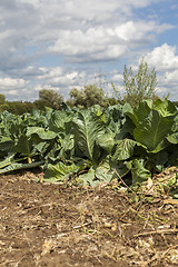 Image showing green cabbage plant field outdoor in summer