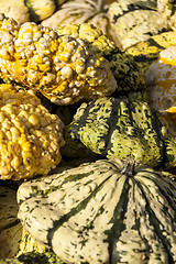 Image showing Warted Patission cucurbita pumpkin pumpkins from autumn harvest