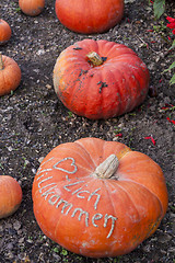 Image showing Herzlich willkommen, cucurbita pumpkin pumpkins from autumn harv