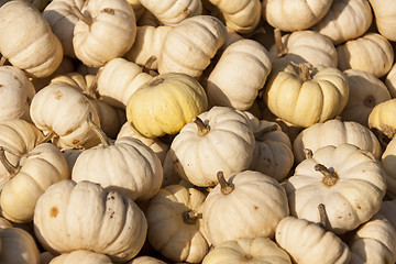 Image showing Baby Boo White Mandarin cucurbita pumpkin pumpkins from autumn h