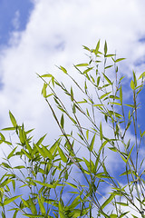 Image showing Close Up of Green Plant Against Cloudy Blue Sky