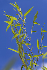 Image showing Close Up of Green Plant Against Cloudy Blue Sky