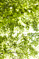 Image showing Sun shining through the green leaves on a tree