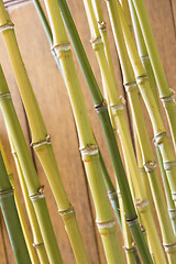 Image showing Close Up of Green Plant Against Cloudy Blue Sky