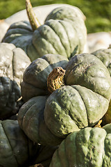 Image showing Triamble Tristar cucurbita pumpkin pumpkins from autumn harvest