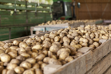 Image showing Freshly harvested potatoes and cabbages